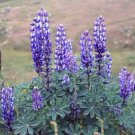 California Coast Wildflower Arroya Lupine 25 Seeds Fresh Garden
