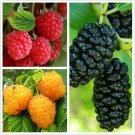 Raspberry Collection Black Red Yellow 50 Seeds Each Package Fresh Garden