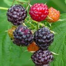 Black Raspberry Seeds 50 (Rub Parviflorus) Fresh Garden