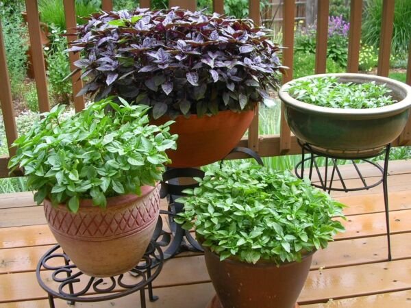 Basil Seed Kit 9 Rare Heirloom Basil Seed Packets Fresh Garden