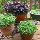 Basil Seed Kit 9 Rare Heirloom Basil Seed Packets Fresh Garden