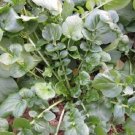 Upland Cress 50 Seeds Heirloom Fast Growing Fresh Garden