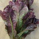 Red Romaine Lettuce 500 Seeds Heirloom Fresh Garden