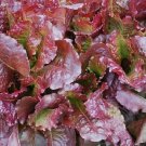 Outredegeo Lettuce 500 Seeds Heirloom Fresh Garden