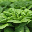 Buttercrunch Lettuce 500 Seeds Heirloom Fresh Garden