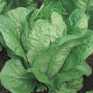 Vivian Lettuce 500 Seeds Heirloom Fresh Garden