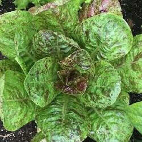 Freckles Lettuce 500 Seeds Heirloom Fresh Garden