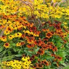 Black Eyed Susan Dwarf Rustic Flower Mix Butterflies Rudbeckia Non Gmo 100 Seeds Fresh Garden