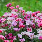 Godetia Farewell To Spring Mix 50 Seeds Heirloom Fresh Garden