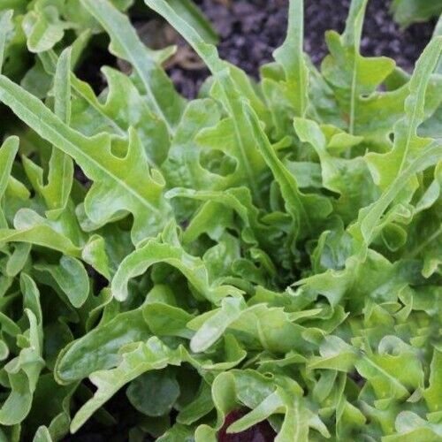 Green Royal Oakleaf Lettuce 500 Seeds Heirloom Fresh Garden