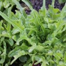 Green Royal Oakleaf Lettuce 500 Seeds Heirloom Fresh Garden