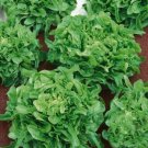 Sandy Green Oakleaf Lettuce 500 Seeds Heirloom Fresh Garden