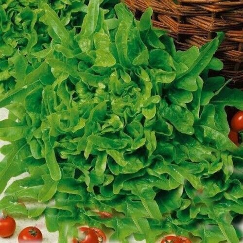 Susan Green Oakleaf Lettuce 500 Seeds Heirloom Fresh Garden