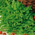 Susan Green Oakleaf Lettuce 500 Seeds Heirloom Fresh Garden