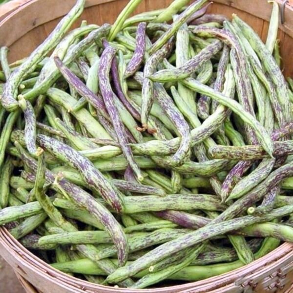 Rattlesnake Snap Bean Seed (Pole Type) Ships Fast Fresh Garden