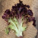 Red Oakleaf Lettuce 500 Seeds Heirloom Fresh Garden