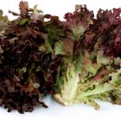 Red Fire Leaf Lettuce 500 Seeds Heirloom Fresh Garden