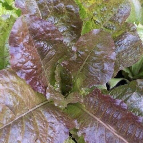 Rubin Oakleaf Lettuce 500 Seeds Fresh Garden