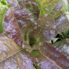 Rubin Oakleaf Lettuce 500 Seeds Fresh Garden