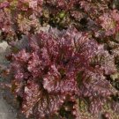 Melinda Oakleaf Lettuce 500 Seeds Fresh Garden