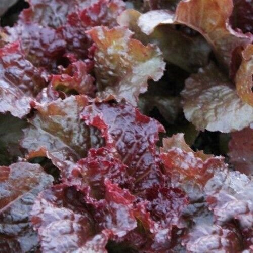 Flame Oakleaf Lettuce 500 Seeds Heirloom Fresh Garden