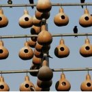 Martin House Gourd 10 Seeds Heirloom Fresh Garden