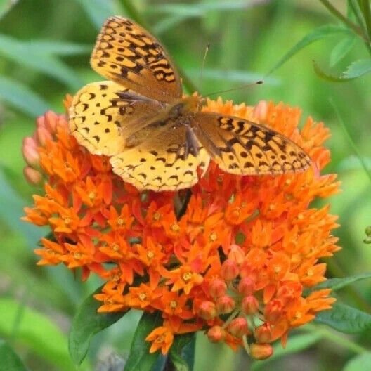 Orange Butterfly Weed 25 Seeds Heirloom Native Wildflower Butterfly Fresh Garden