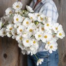 Afternoon White Cosmos 25 Seeds Annual Positively Dreamy Fresh Garden