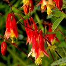 Eastern Columbine 100 Seeds Aquilegia Canadensis Fresh Garden