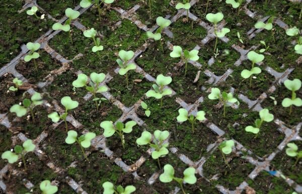 Pak Choi Mei Qing Choi 100 Seeds Hybrid Fresh Garden