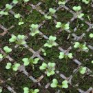 Pak Choi Mei Qing Choi 100 Seeds Hybrid Fresh Garden