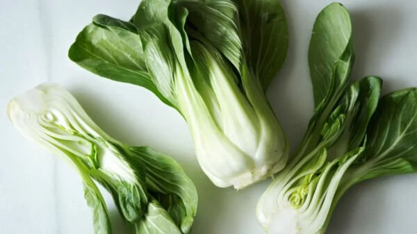 Joi Choi Pak Choi Cabbage 100 Seeds Hybrid Fresh Garden