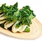 Tat Soi Chinese Cabbage 100 Seeds Heirloom Fresh Garden