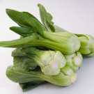Canton Pak Choi 100 Seeds Heirloom Fresh Garden