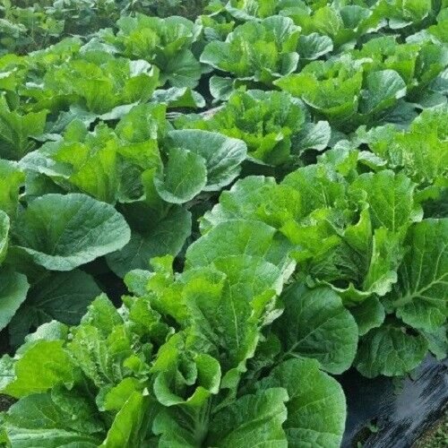 Wong Bok Chinese Cabbage 100 Seeds Asian Greens Heirloom Fresh Garden