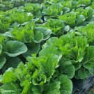 Wong Bok Chinese Cabbage 100 Seeds Asian Greens Heirloom Fresh Garden