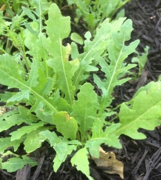 Bellezia Arugula 500 Seeds Heirloom Non Gmo Fresh Garden