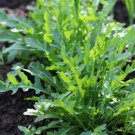 Runaway Salad Arugula 500 Seeds Heirloom Non Gmo Fresh Garden