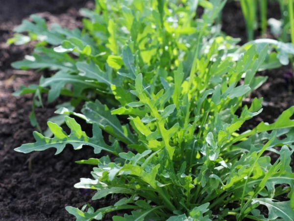 Rocket Arugula 500 Seeds Heirloom Non Gmo Fresh Garden