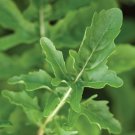 Roquette Arugula 500 Seeds Heirloom Non Gmo Fresh Garden