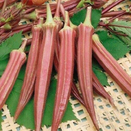 Jing Orange Okra 50 Seeds Heirloom Fresh Garden