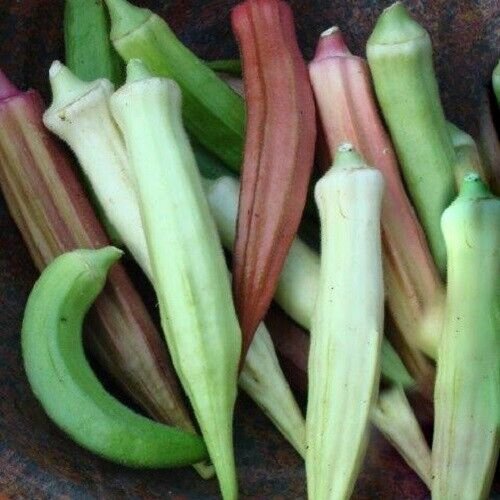 Rainbow Blend Okra 50 Seeds Heirloom Fresh Garden