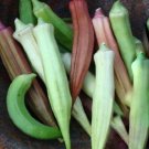 Rainbow Blend Okra 50 Seeds Heirloom Fresh Garden
