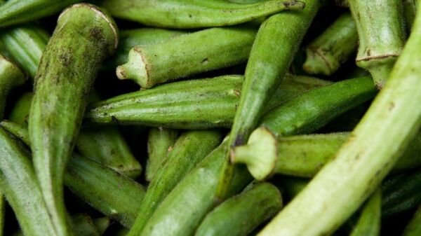 Jade Okra 50 Seeds Heirloom Fresh Garden