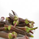 Burgundy Okra 50 Seeds Heirloom Fresh Garden
