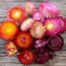 Paper Daisy Mix 100 Seeds Heirloom Drying Heat Drought Fresh Garden