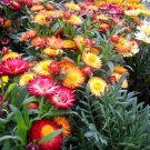 Dwarf Strawflower Mix 100 Seeds Fresh Garden