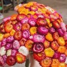 Swiss Giant Mix Strawflower 100 Seeds Non Gmo Flower Seeds Fresh Garden
