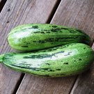 Caserta Zucchini 15 Seeds Summer Squash Italian Heirloom Fresh Garden