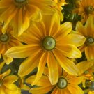 Green Eye'S Rudbeckia Heirloomnon Gmo Reseeding Shade Sun Fresh Garden